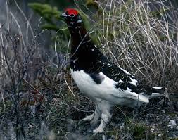 Image result for Lagopus muta