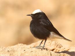 Image result for Oenanthe leucopyga