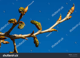 Attēlu rezultāti vaicājumam “Populus x canescens”