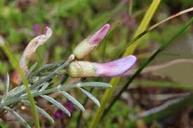 Attēlu rezultāti vaicājumam “Astragalus arenarius leaf”