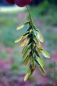 Attēlu rezultāti vaicājumam “Acer negundo fruit”