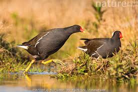 Attēlu rezultāti vaicājumam “Gallinula chloropus”