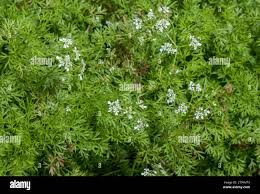 Image result for Anthriscus cerefolium