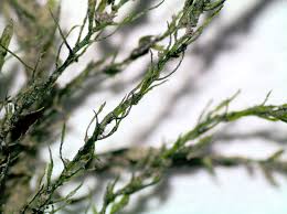 Attēlu rezultāti vaicājumam “Hygroamblystegium tenax”