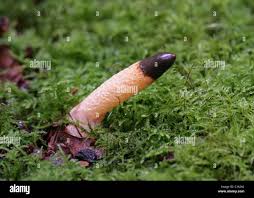 Attēlu rezultāti vaicājumam “Mutinus caninus”