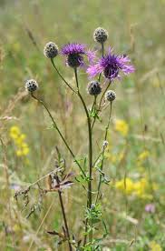 Attēlu rezultāti vaicājumam “Centaurea scabiosa flower”