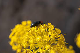 Attēlu rezultāti vaicājumam “Alleculidae”