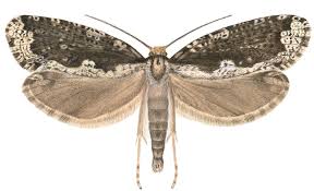 Attēlu rezultāti vaicājumam “Scardia boletella”