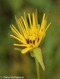 Attēlu rezultāti vaicājumam “Tragopogon pratensis subsp. pratensis fruit”