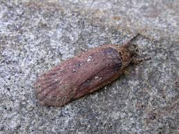 Attēlu rezultāti vaicājumam “Agonopterix ciliella”