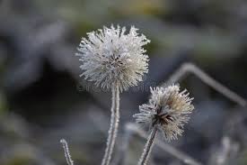 Attēlu rezultāti vaicājumam “Succisa pratensis flower”