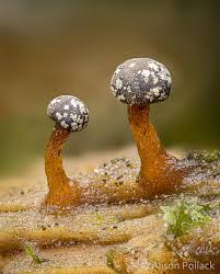 Attēlu rezultāti vaicājumam “Diderma cingulatum spores”