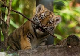 Afbeeldingsresultaat voor tijgers