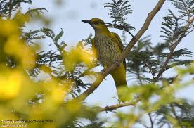 Attēlu rezultāti vaicājumam “Oriolus oriolus female”