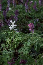 Attēlu rezultāti vaicājumam “Corydalis cava leaf”