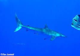 Image result for Carcharhinus falciformis