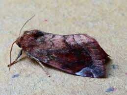 Attēlu rezultāti vaicājumam “Cosmia pyralina”