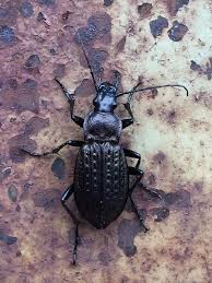 Attēlu rezultāti vaicājumam “Carabus granulatus”