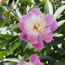 Attēlu rezultāti vaicājumam “Paeonia lactiflora flower”