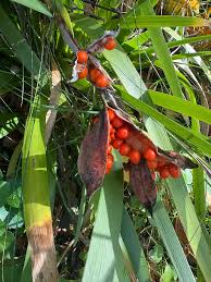 Attēlu rezultāti vaicājumam “Sagina procumbens fruit”