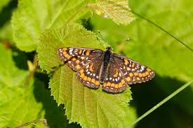 Attēlu rezultāti vaicājumam “Euphydryas maturna underside”