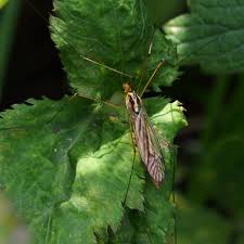 Attēlu rezultāti vaicājumam “Dictenidia bimaculata male”
