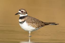 Image result for Charadrius vociferus