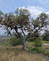 Attēlu rezultāti vaicājumam “Drepanocladus trifarius”