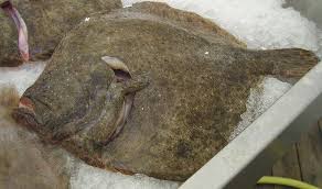 Image result for Scophthalmus maximus