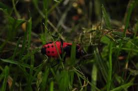 Attēlu rezultāti vaicājumam “Caenolyda reticulata”