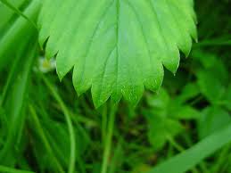 Attēlu rezultāti vaicājumam “Fragaria viridis leaf”