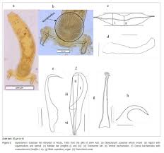 Image result for Argyrosomus inodorus