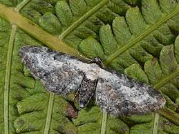 Attēlu rezultāti vaicājumam “Eupithecia succenturiata”