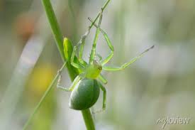 Attēlu rezultāti vaicājumam “Micrommata virescens”