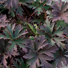 Attēlu rezultāti vaicājumam “Geranium pratense leaf”