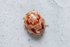 Attēlu rezultāti vaicājumam “Myrrha octodecimguttata”