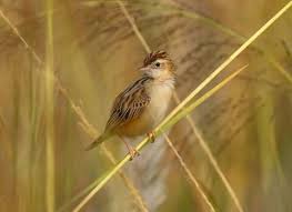 Image result for Cisticola juncidis