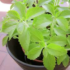 Image result for Stevia rebaudiana