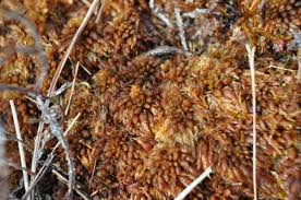 Attēlu rezultāti vaicājumam “Sphagnum austinii”