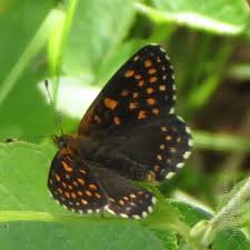 Attēlu rezultāti vaicājumam “Melitaea diamina upperside”