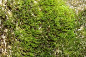 Attēlu rezultāti vaicājumam “Hymenostylium recurvirostrum”