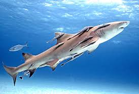 Image result for Negaprion brevirostris