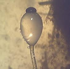 Attēlu rezultāti vaicājumam “Pilobolus crystallinus”