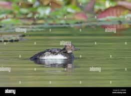 Attēlu rezultāti vaicājumam “Mergus merganser juvenile”