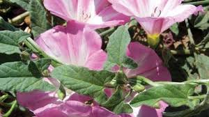 Attēlu rezultāti vaicājumam “Convolvulaceae”