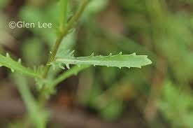 Attēlu rezultāti vaicājumam “Leucanthemum vulgare leaf”