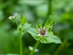 Attēlu rezultāti vaicājumam “Microbotryum tragopogonis - pratensis”