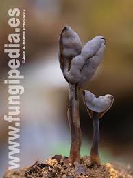 Attēlu rezultāti vaicājumam “Helvella atra”