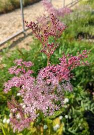Image result for Rumex sanguineum