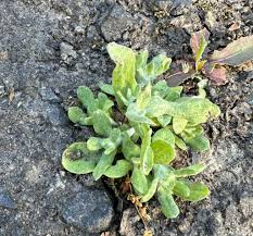 Attēlu rezultāti vaicājumam “Gnaphalium uliginosum leaf”